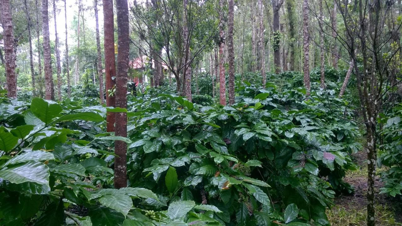 Rai Cottage @ Coorg ,Suntikoppa Εξωτερικό φωτογραφία
