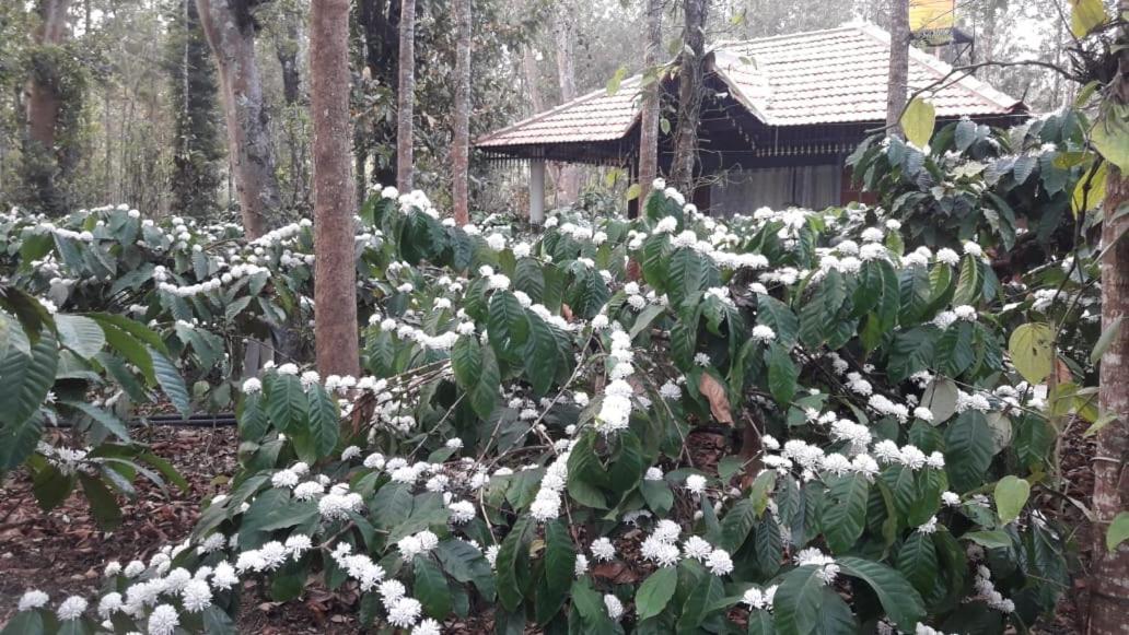 Rai Cottage @ Coorg ,Suntikoppa Εξωτερικό φωτογραφία